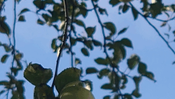 Gula hängande höstäpplen med en blå himmel i bakgrunden.