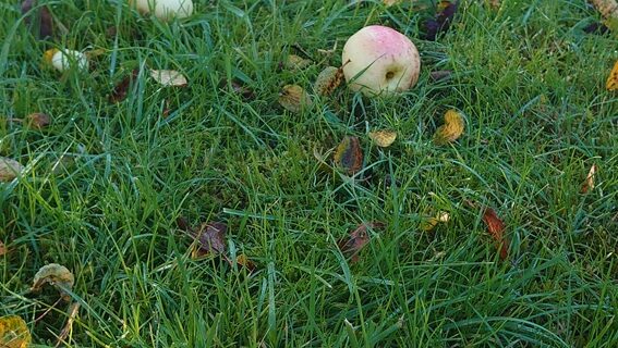 Gula falläpplen på en grön gräsmatta