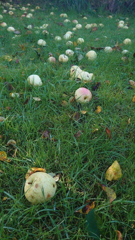 Gula falläpplen på en grön gräsmatta